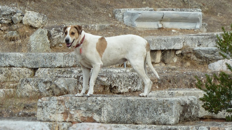 Agora dog.JPG